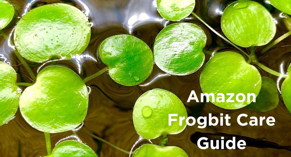 Amazon Frogbit Care Guide