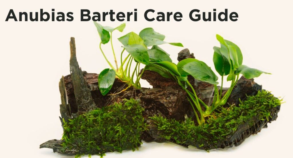 Anubias Barteri Care Guide