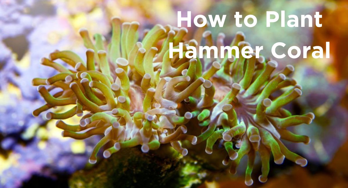 How to Plant Hammer Coral