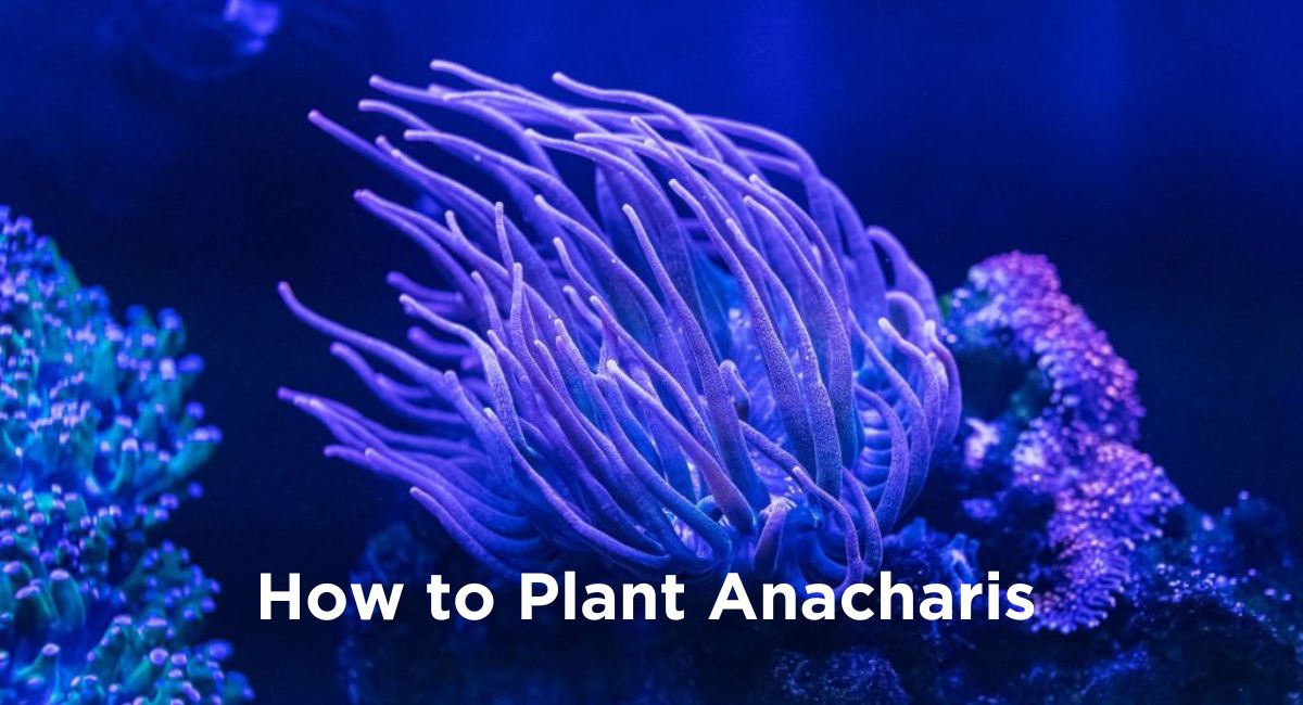 How to Plant Anacharis