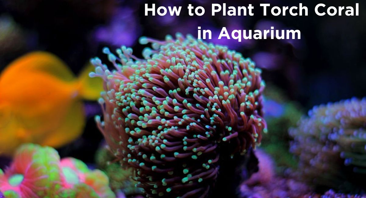 How to Plant Torch Coral in Aquarium