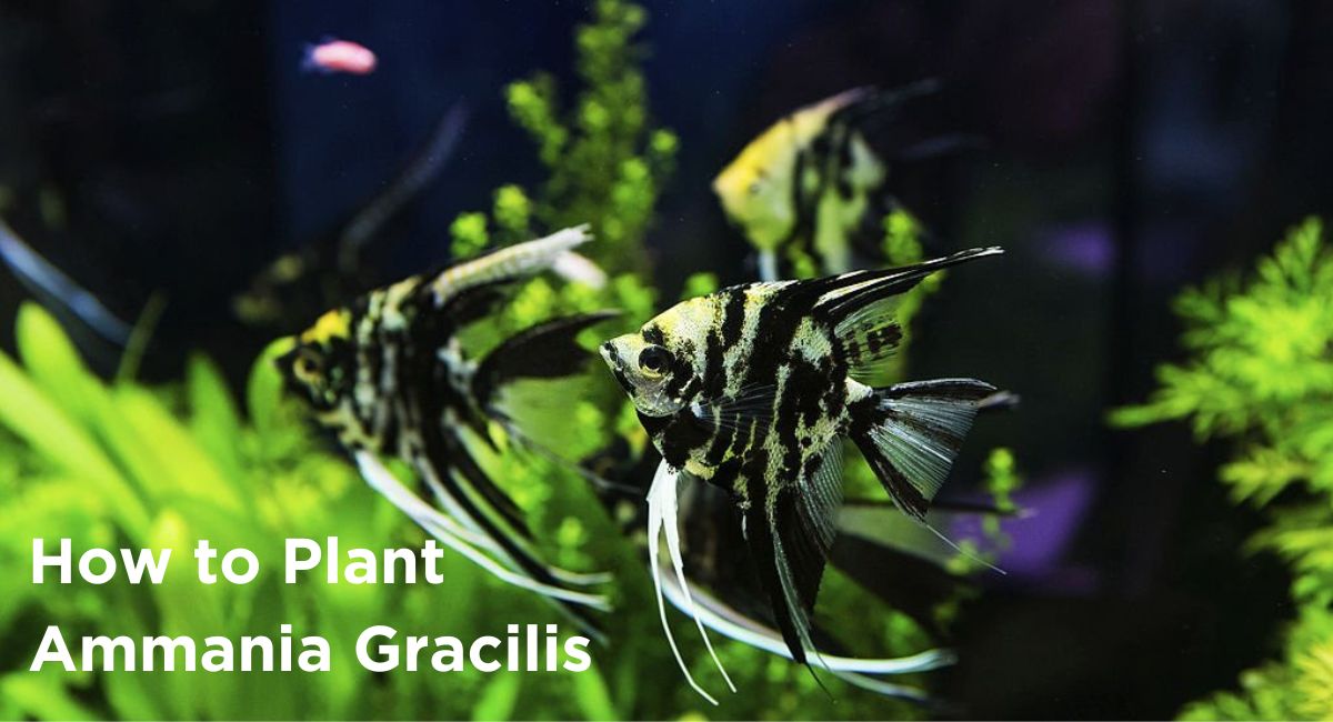 How to Plant Ammania Gracilis