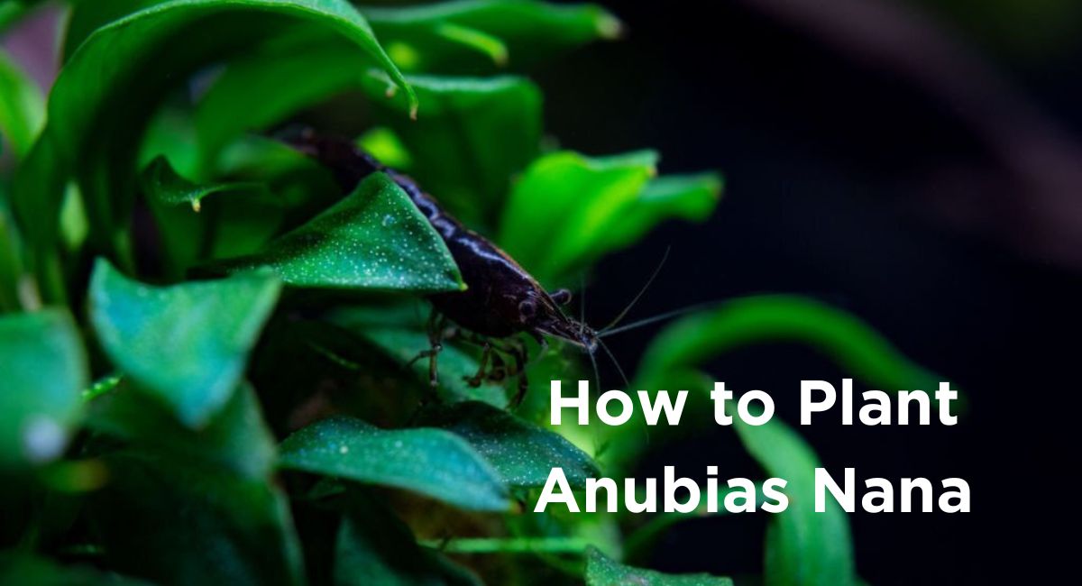 How to Plant Anubias Nana