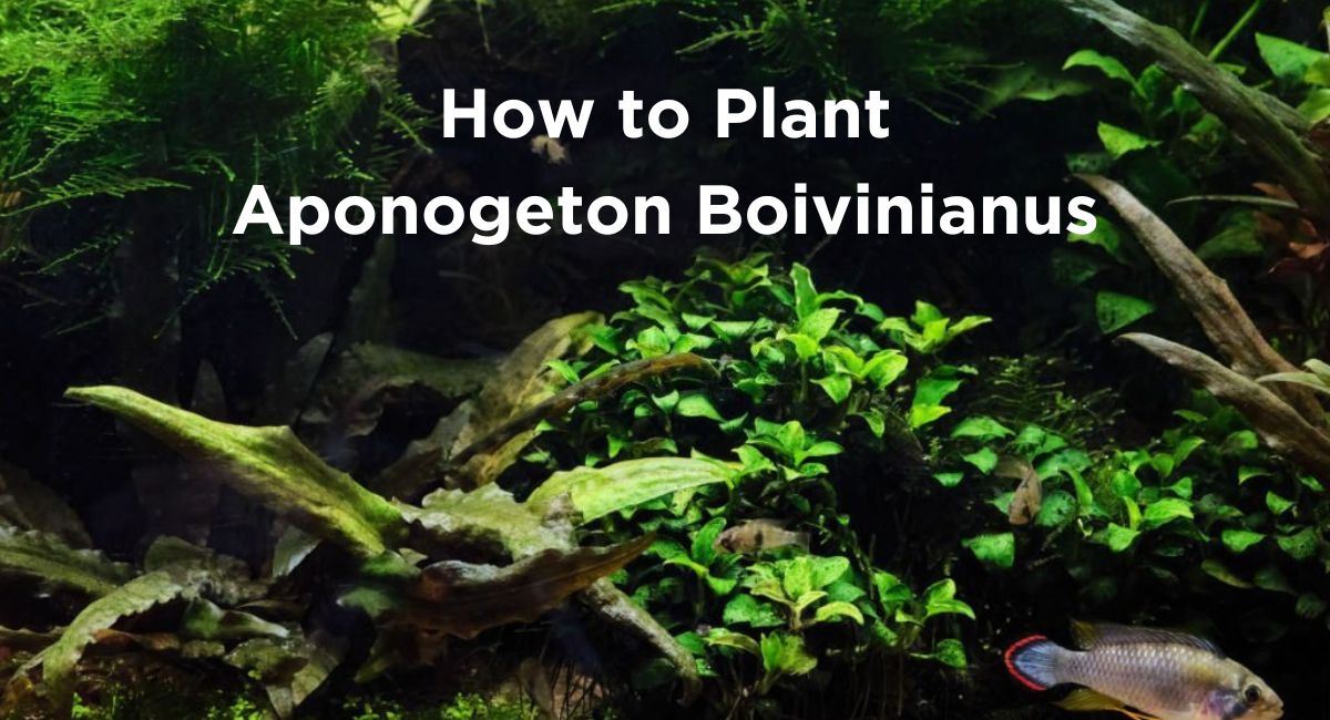 How to Plant Aponogeton Boivinianus