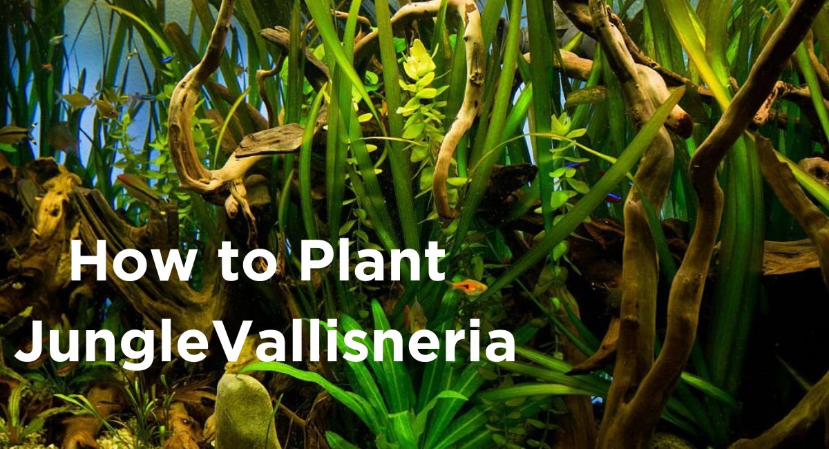 How to Plant Jungle Vallisneria