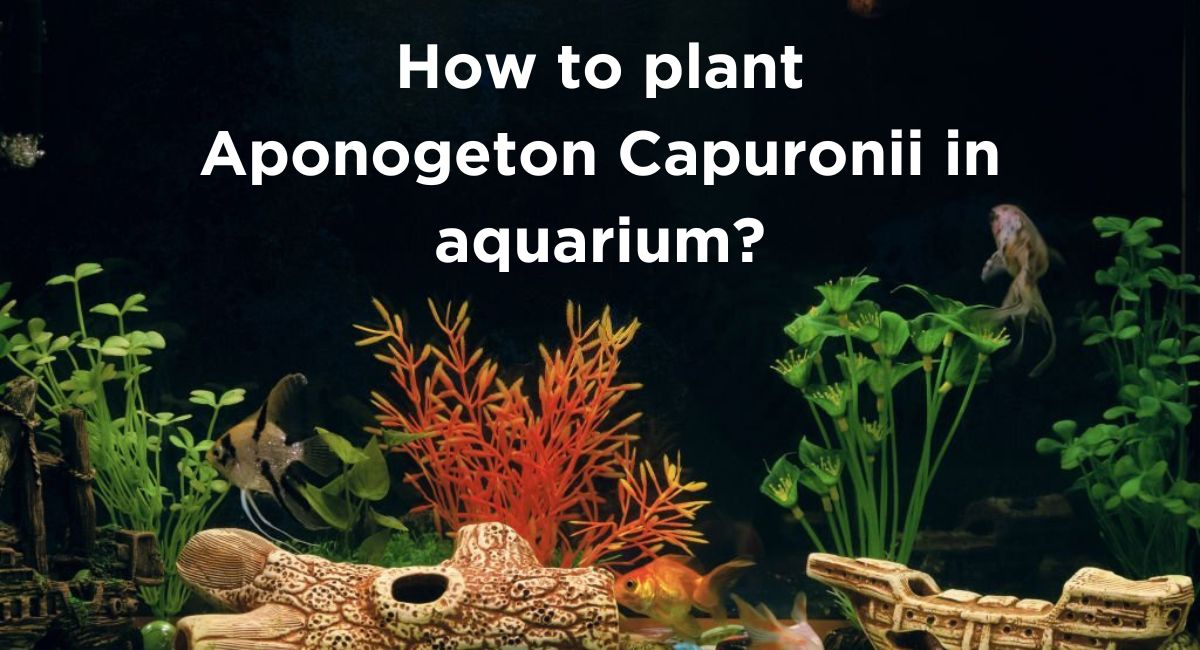 How to plant Aponogeton Capuronii in aquarium?