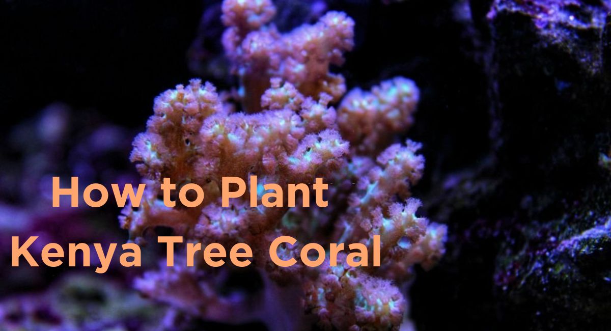 How to Plant Kenya Tree Coral