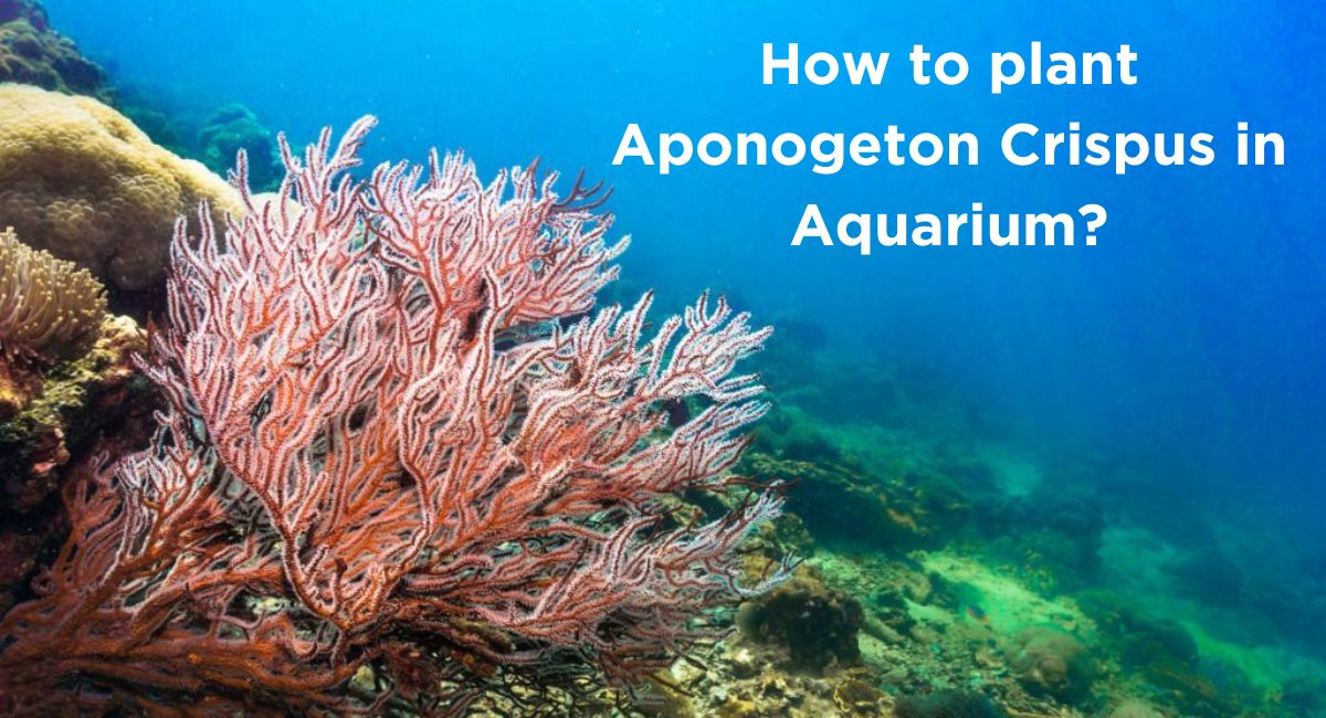 How to plant Aponogeton Crispus in Aquarium