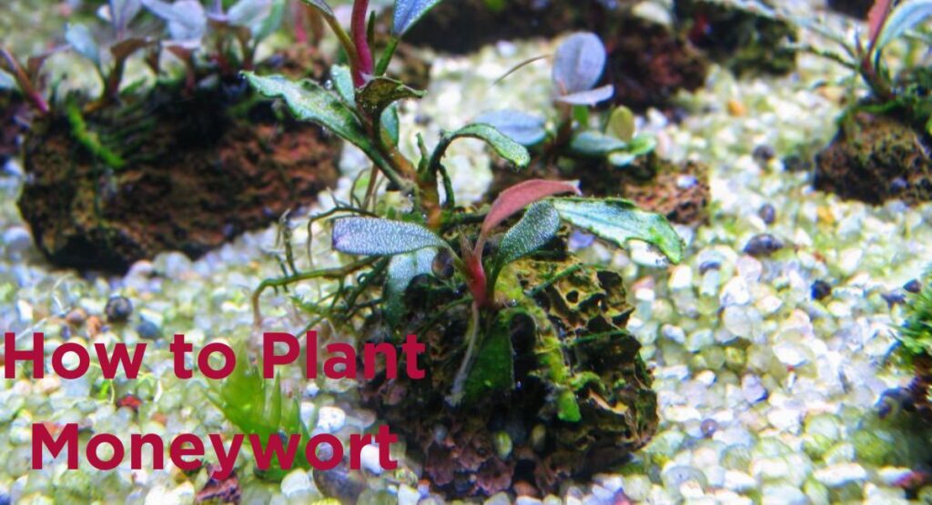 How to Plant Moneywort