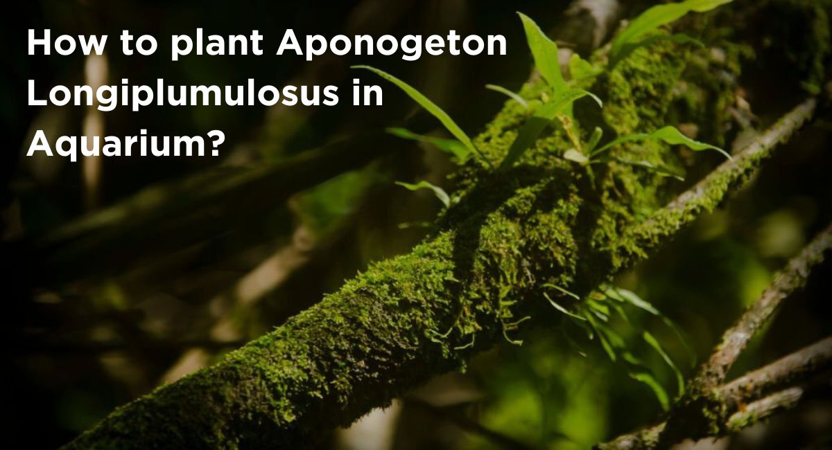 How to plant Aponogeton Longiplumulosus in Aquarium?