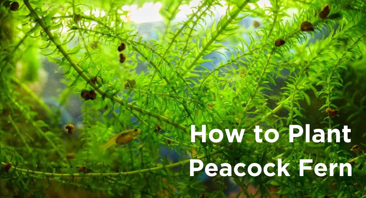 How to Plant Peacock Fern