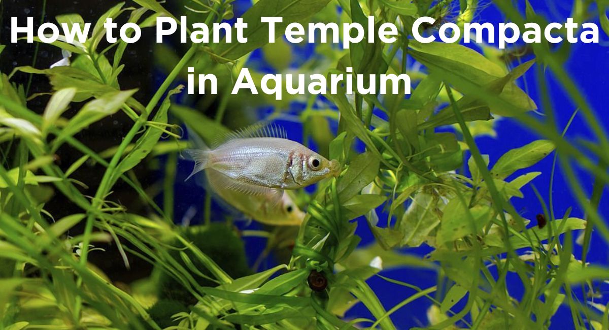 How to Plant Temple Compacta in Aquarium