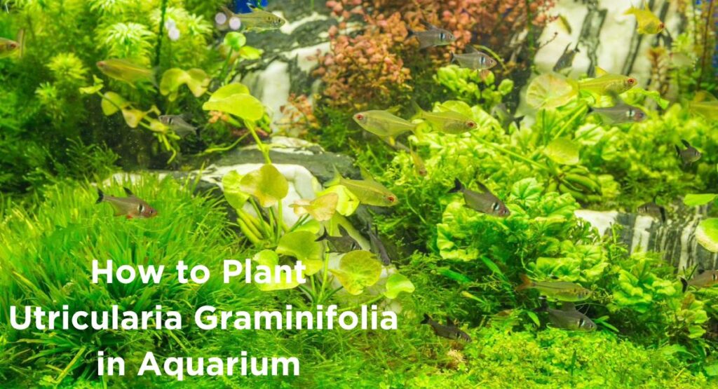 How to Plant Utricularia Graminifolia in Aquarium