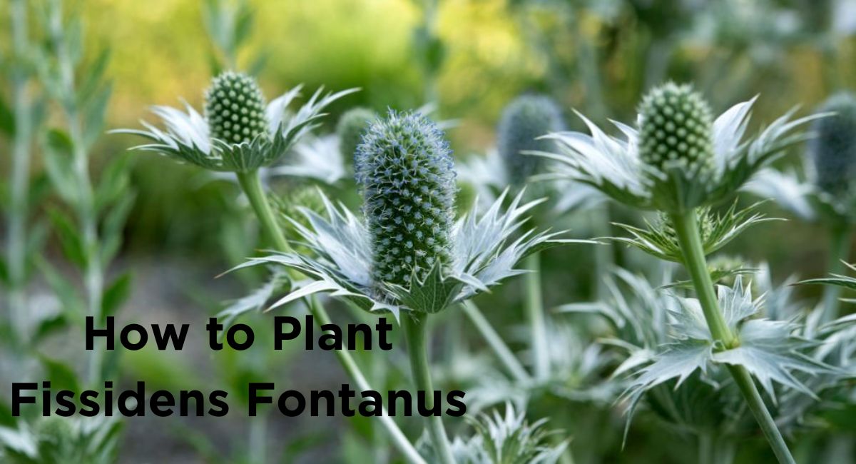 How to Plant Fissidens Fontanus