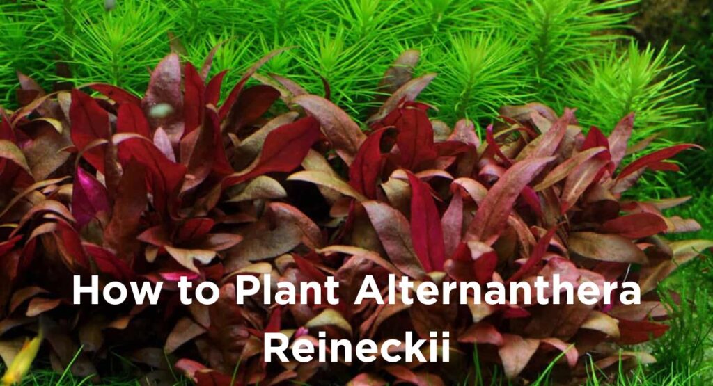 How to Plant Alternanthera Reineckii