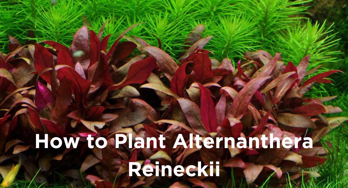 How to Plant Alternanthera Reineckii