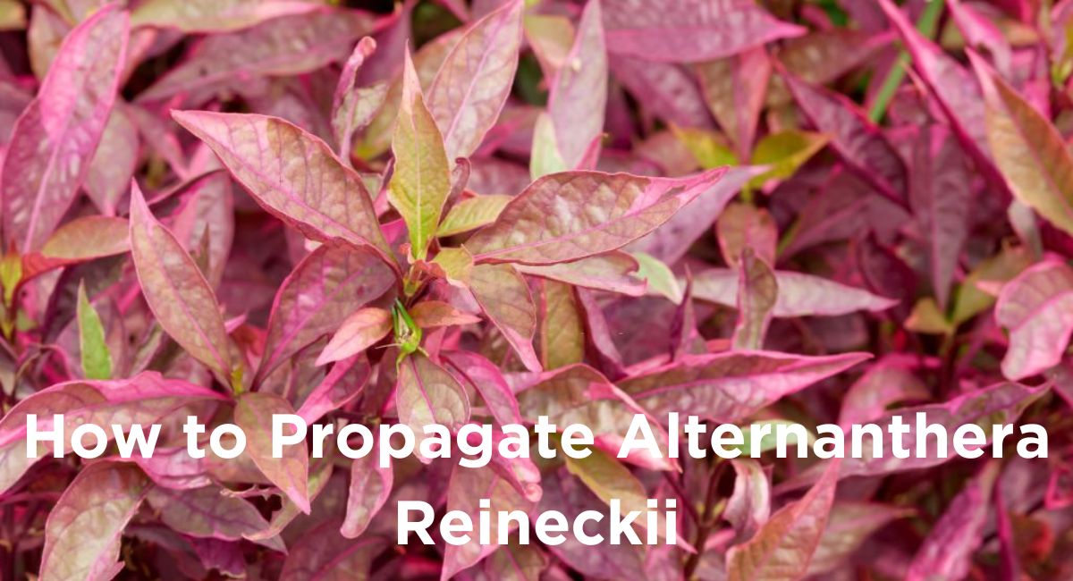 How to Propagate Alternanthera Reineckii