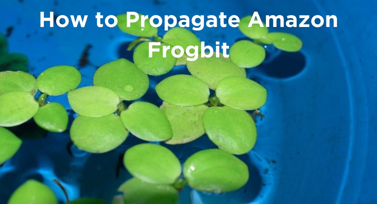 How to Propagate Amazon Frogbit