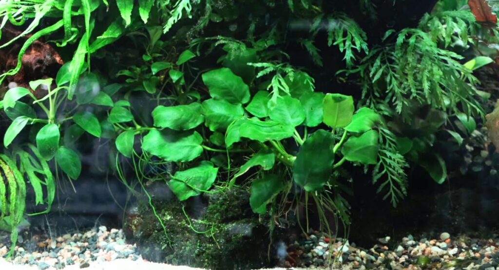 Requirements for Planting Anubias Nana in Your Aquarium