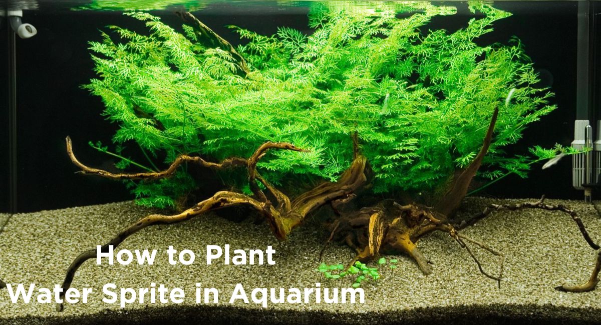How to Plant Water Sprite in Aquarium