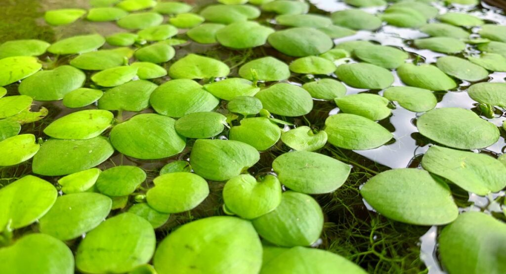 Amazon Frogbit