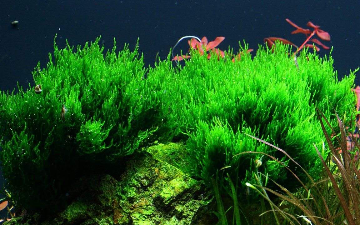 Asian Flame Moss For your Planted Tank