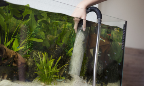 How to Clean Aquarium Substrate