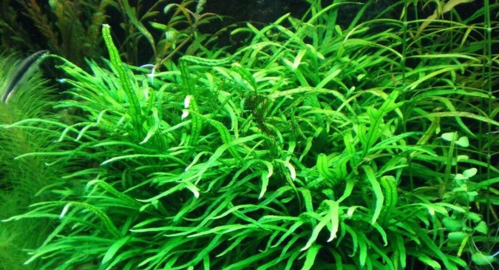 Java Fern