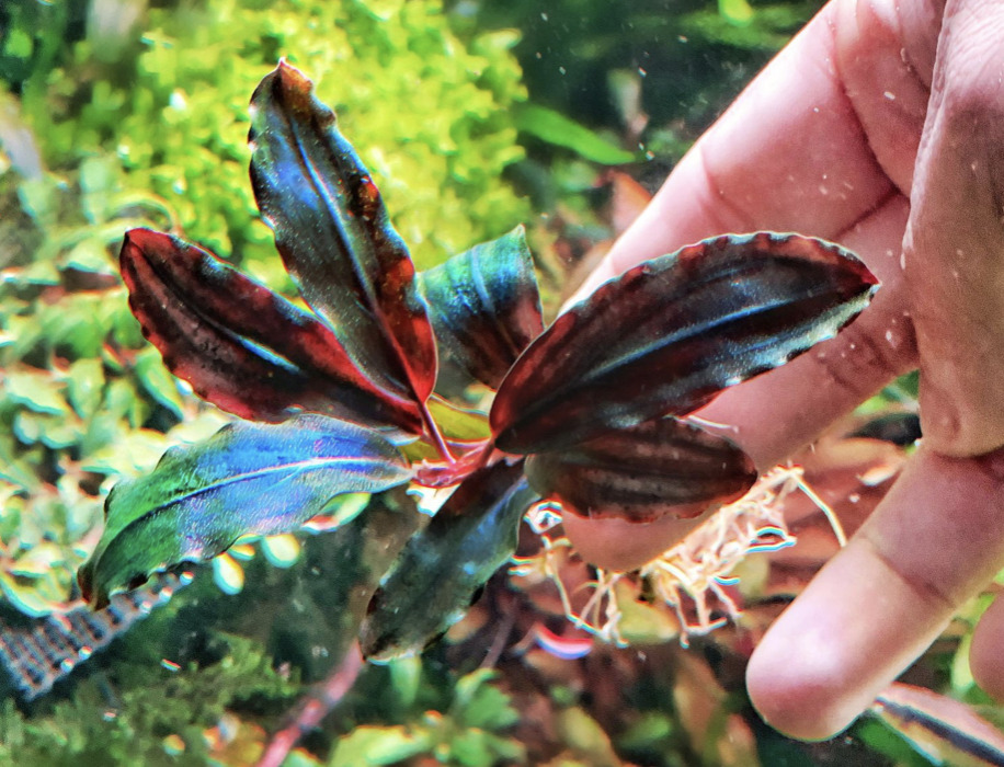 Bucephalandra is one of the most beautiful and rare species of aquatic plants you can add to your tank.