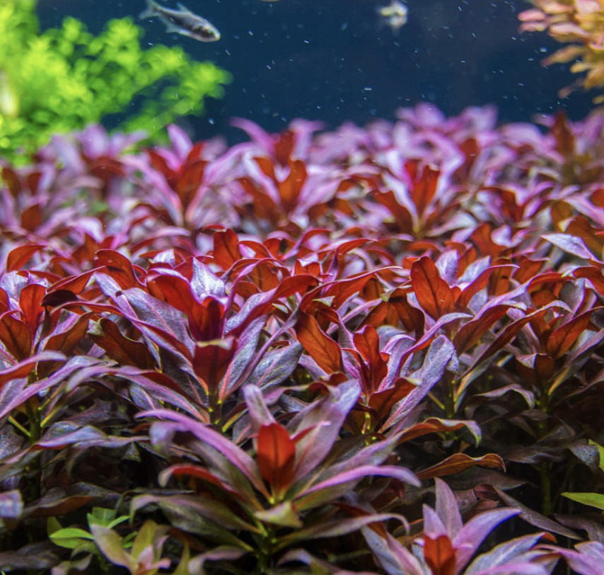 Bright red Ludwigia Glandulosa in a planted aquarium