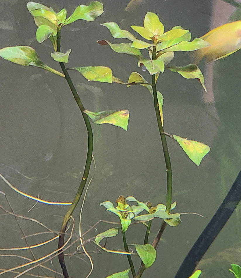 Ludwigia Repens with aerial roots