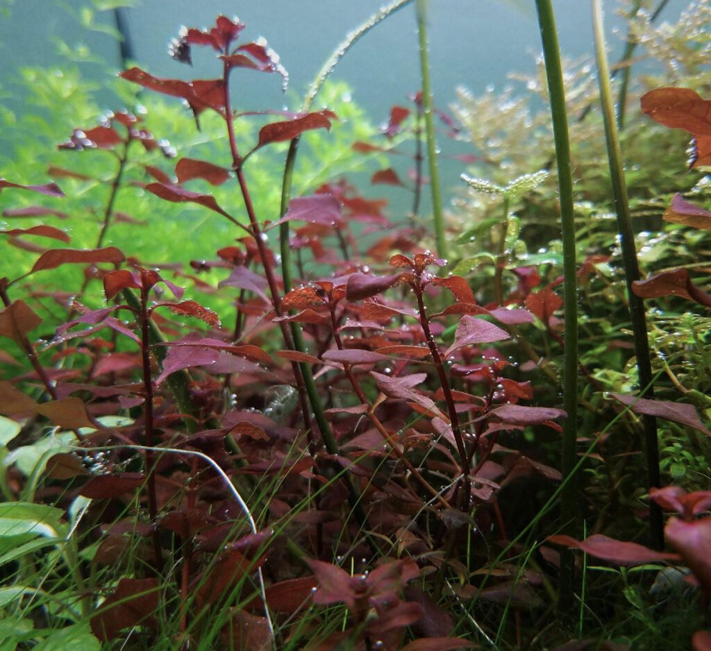 Red Ludwigia In a Planted Tank