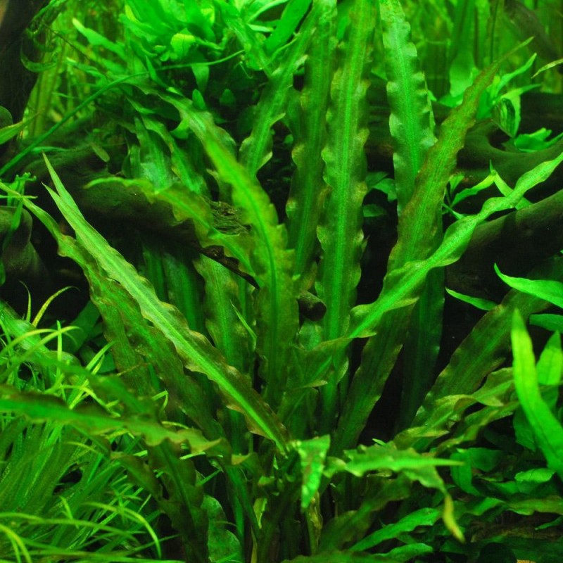 cryptocoryne-spiralis in a planted tank
