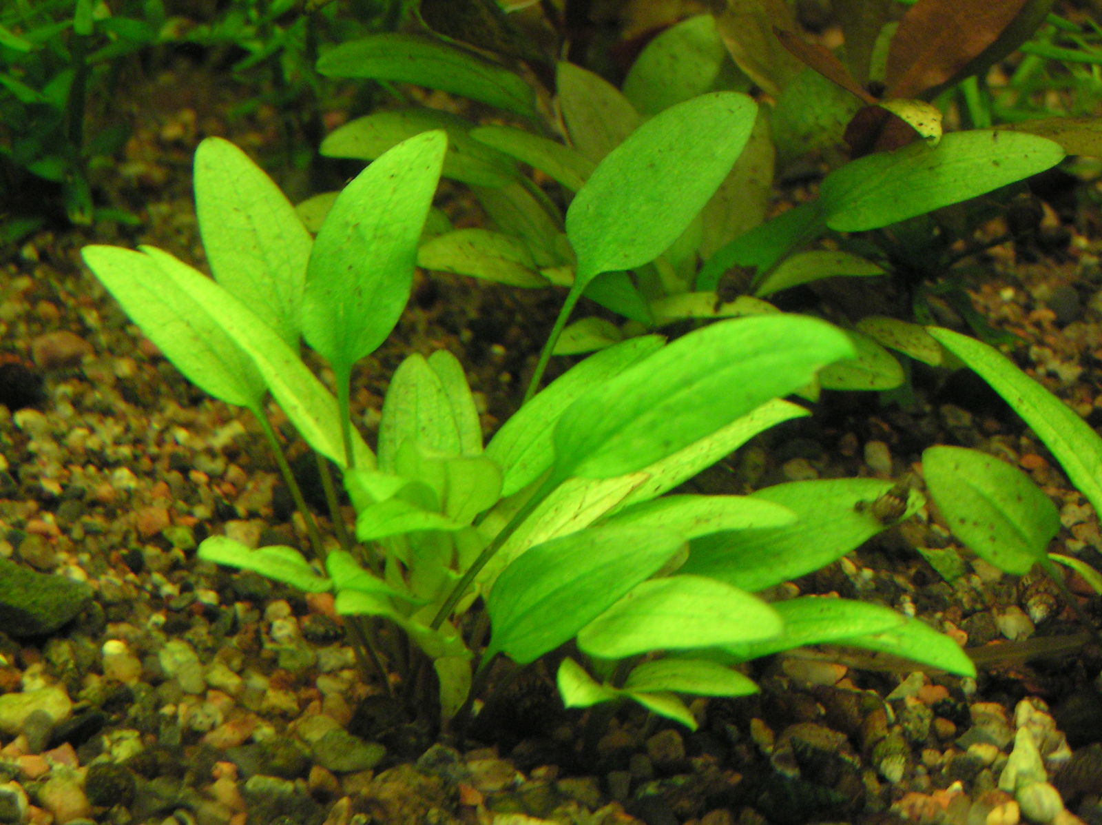 Cryptocoryne 101 - The Complete Planting, Propagation, And Care Guide